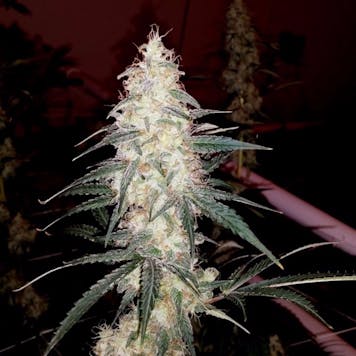 Photo of SHERBET COOKIES (hybrid)