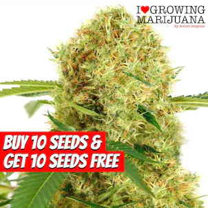 Photo of White Widow Autoflower