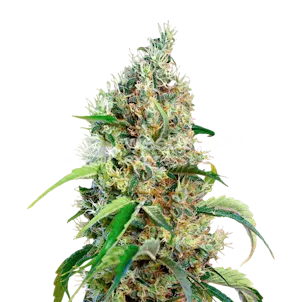 Photo of Bubblegum Autoflower Seeds