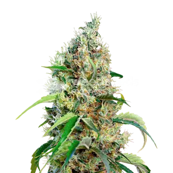 Photo of Bubblegum Autoflower Seeds