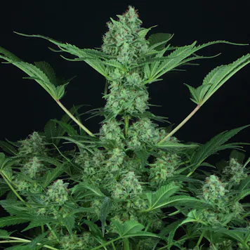 Photo of ORIGINAL WHITE WIDOW (IBL)