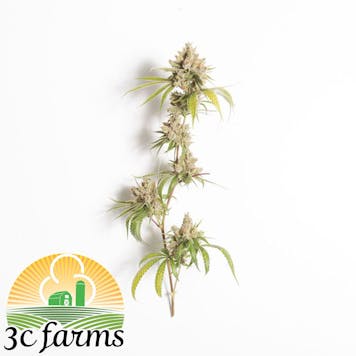 Photo of 3C Kushishima