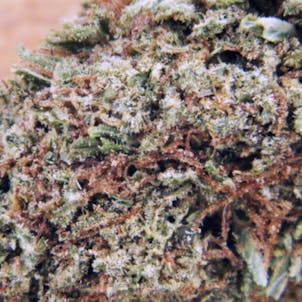 Photo of Sun Grown "Blueberry Muffin" (Indica)