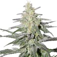 Product image for Super Silver Haze Feminized