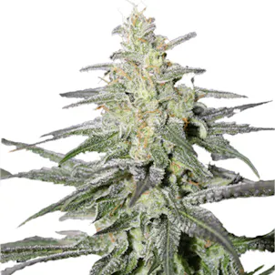 Photo of Super Silver Haze Feminized
