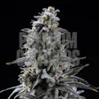 Product image for Blackberry Kush