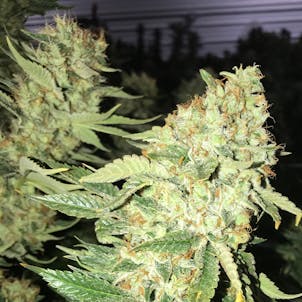 Photo of MK Ultra