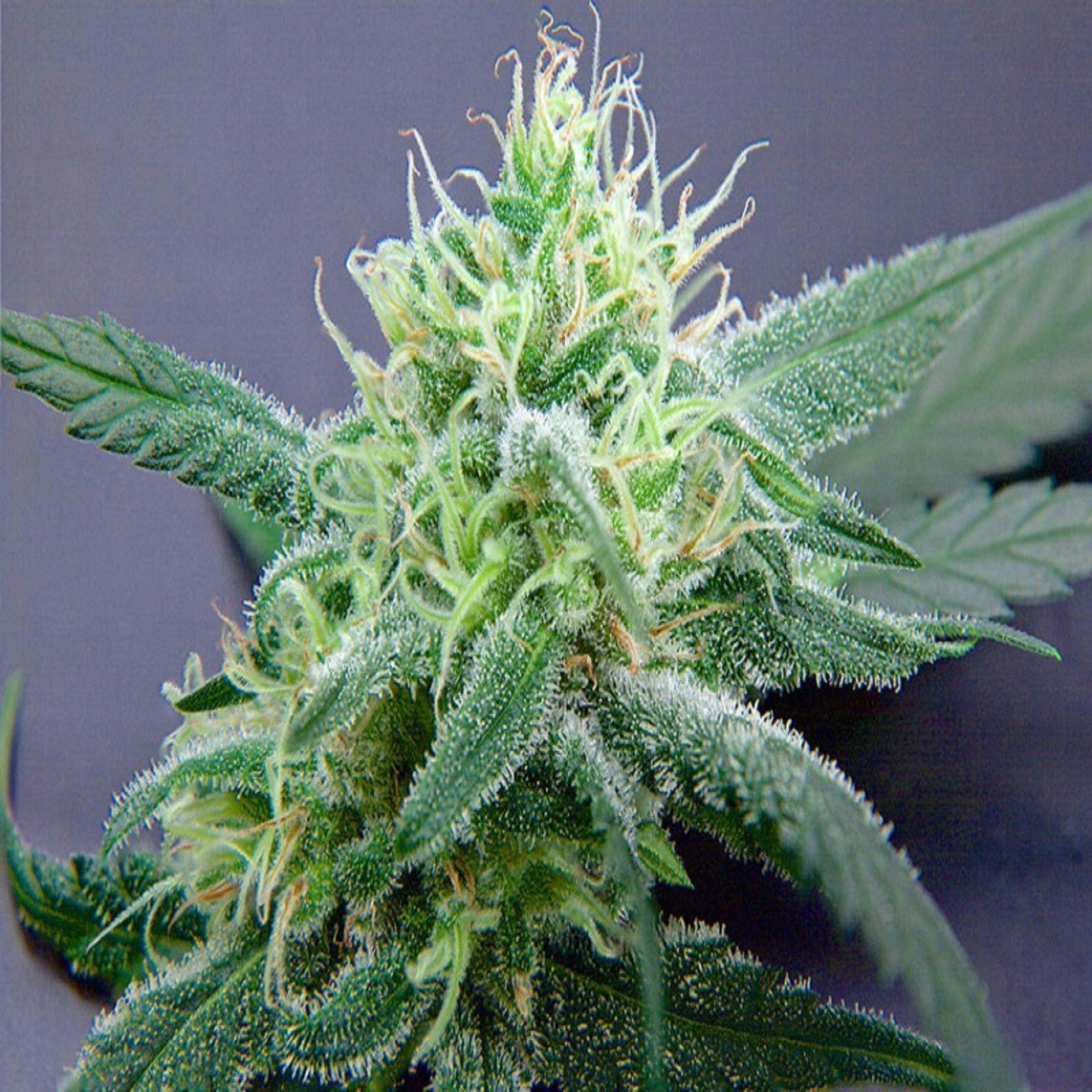 Artizen Cannabis Allen Wrench Leafly