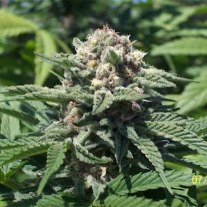 Photo of Shishkaberry