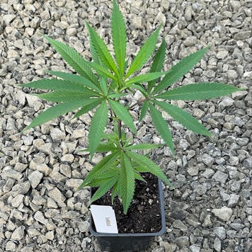 Photo of Samoas Clone