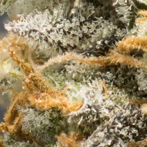 Photo of Purple Sour Diesel