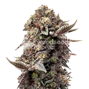 Photo of Blackberry Moonrocks Autoflower Seeds