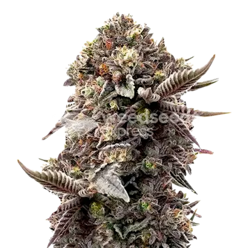 Photo of Blackberry Moonrocks Autoflower Seeds