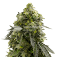 Amnesia Kush Autoflower Seeds