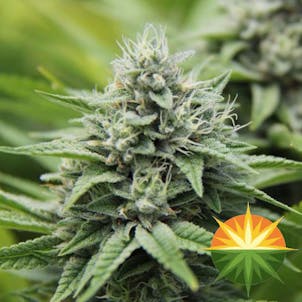 Photo of GG4 (f.k.a. Gorilla Glue #4)