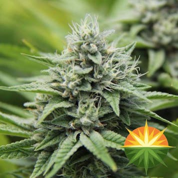 Photo of GG4 (f.k.a. Gorilla Glue #4)