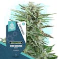 White Monster Automatic by Zamnesia Seeds