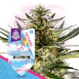 Product image for Rollercoaster Haze by Zamnesia Seeds