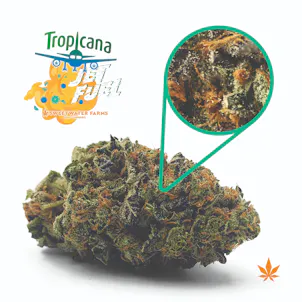 Photo of Tropicana Jet Fuel
