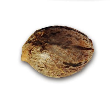 Photo of Sugar Candy