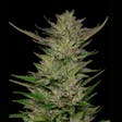Product image for Humboldt Sour Diesel Feminized Seeds