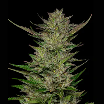 Photo of Humboldt Sour Diesel Feminized Seeds