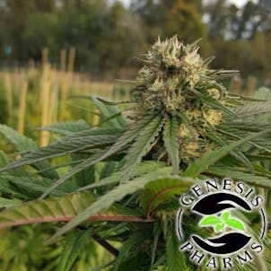 Photo of Devilicious