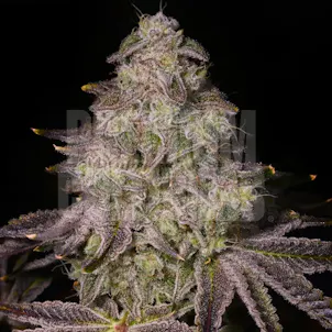 Photo of Rainbow Sherbet