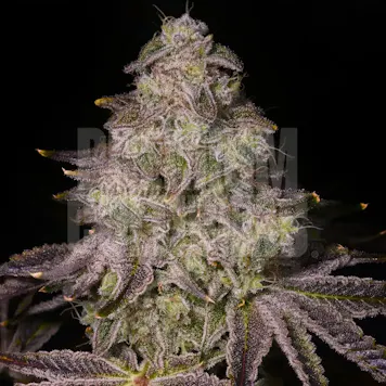 Photo of Rainbow Sherbet