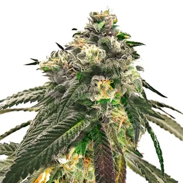 Photo of OG Kush XTRM Feminized