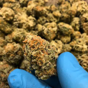 Photo of Pineapple Express Flower