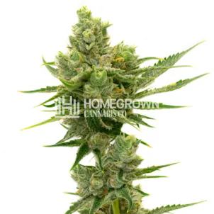 Photo of Sour Diesel Autoflower