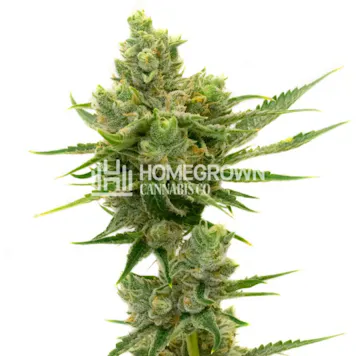 Photo of Sour Diesel Autoflower