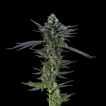 Photo of Air Gelato #23 | Hybrid Flower (3.5g)