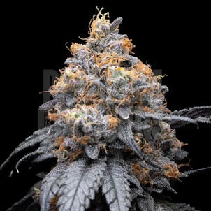 Photo of Lilac Diesel