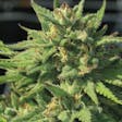 Product image for Bigfoot Glue Feminized Cannabis Seeds
