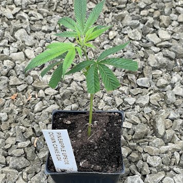 Photo of Pineapple Upside Down Cake Clone