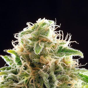 Photo of Cookies Haze
