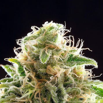 Photo of Cookies Haze