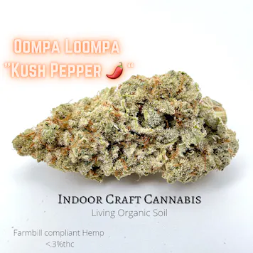 Photo of Oompa Loompa- Kush Pepper