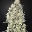 Product image for Great White Shark Feminized
