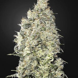 Photo of Great White Shark Feminized