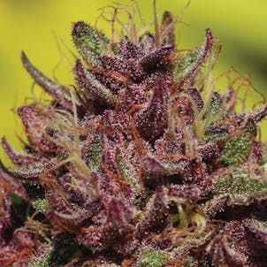 Photo of Purple Mountain Majesty Regular Seeds 20-pack