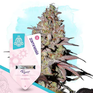Photo of Runtz Auto by Zamnesia Seeds