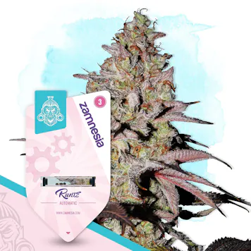 Photo of Runtz Auto by Zamnesia Seeds
