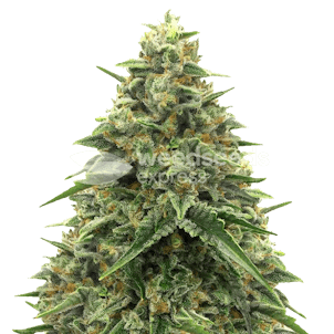 Photo of Alpine Star CBD Feminized Seeds