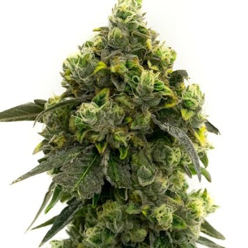 Photo of Alien Technology Feminized