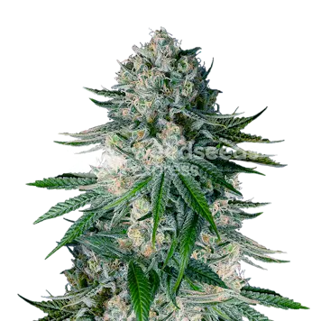 Photo of White Widow Regular Seeds