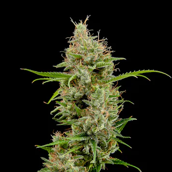 Photo of Gandalf 0.5g Pre-Roll 2-Pack