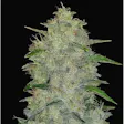 Product image for Chem Dog Auto